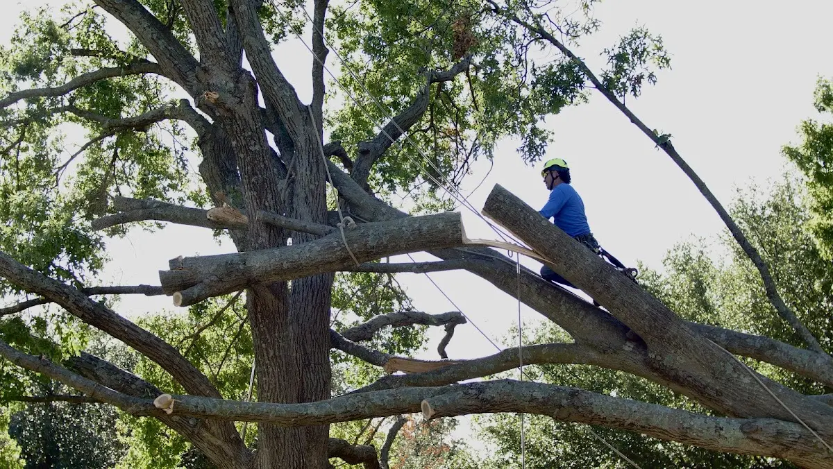 Professional Crown Thinning performed by certified arborists in Lucien